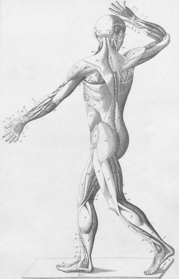 anatomie