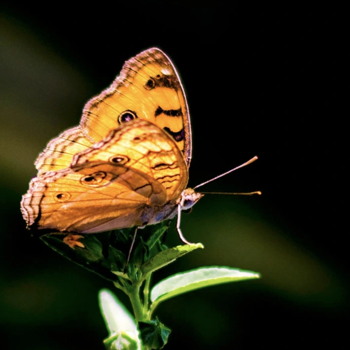 papillon